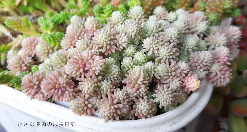 斑入りパリダム