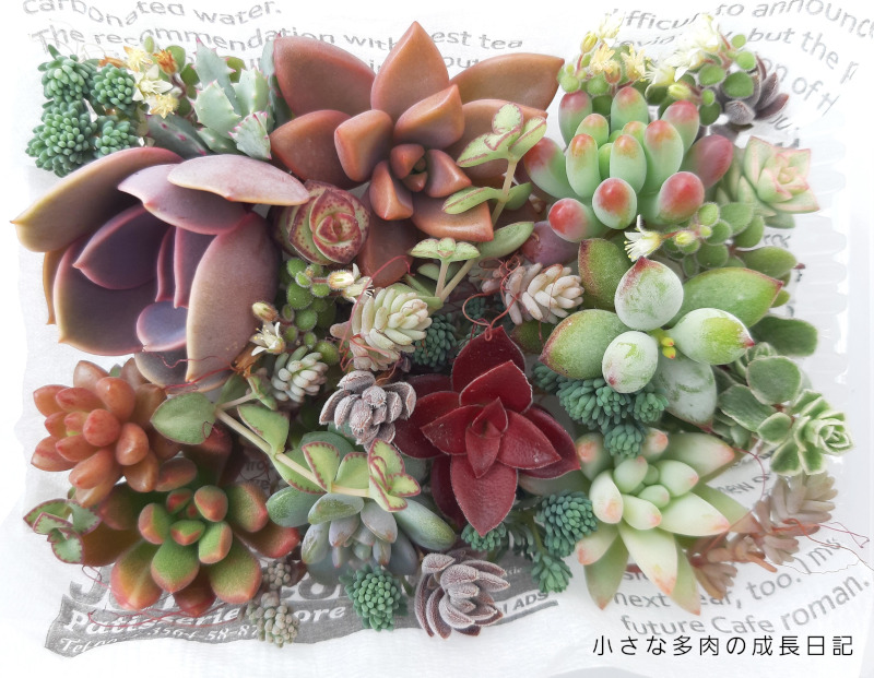 多肉植物