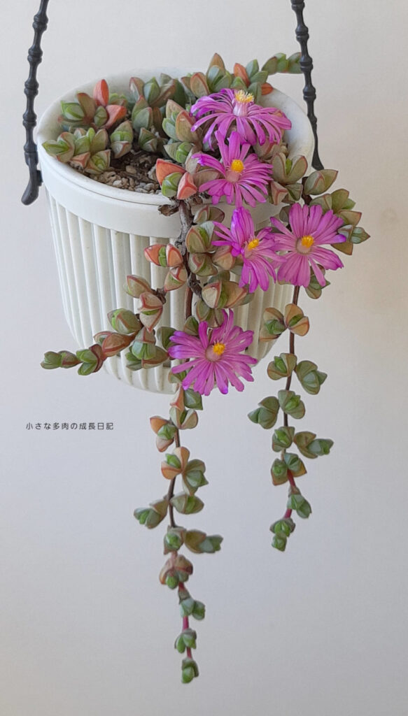 碧魚連