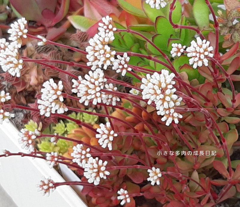 紅稚児