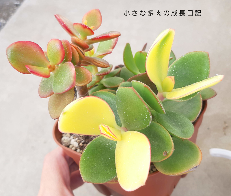 丸葉花月錦