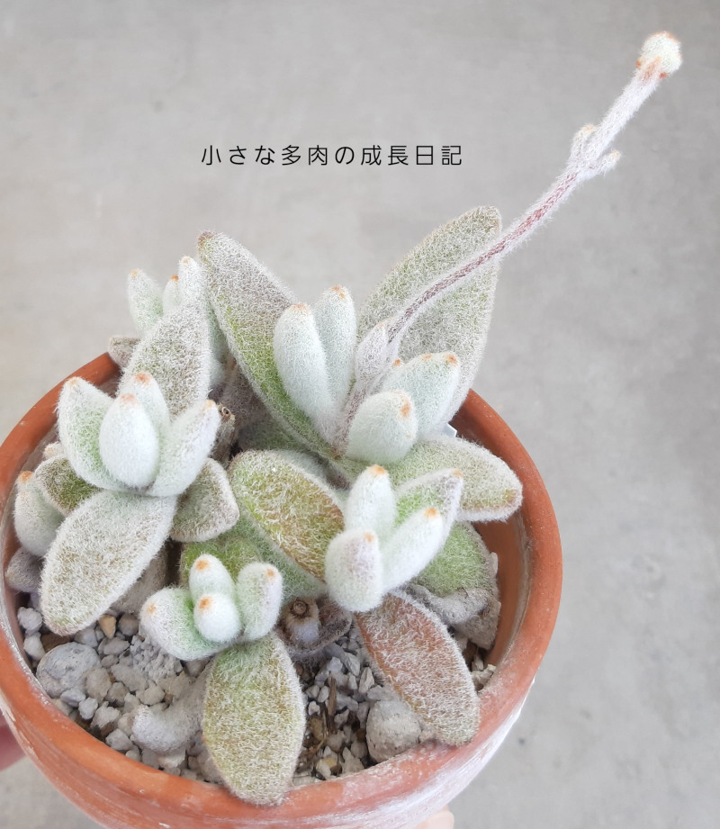 福兎耳