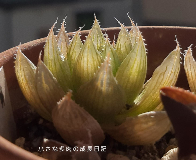 ハオルチア