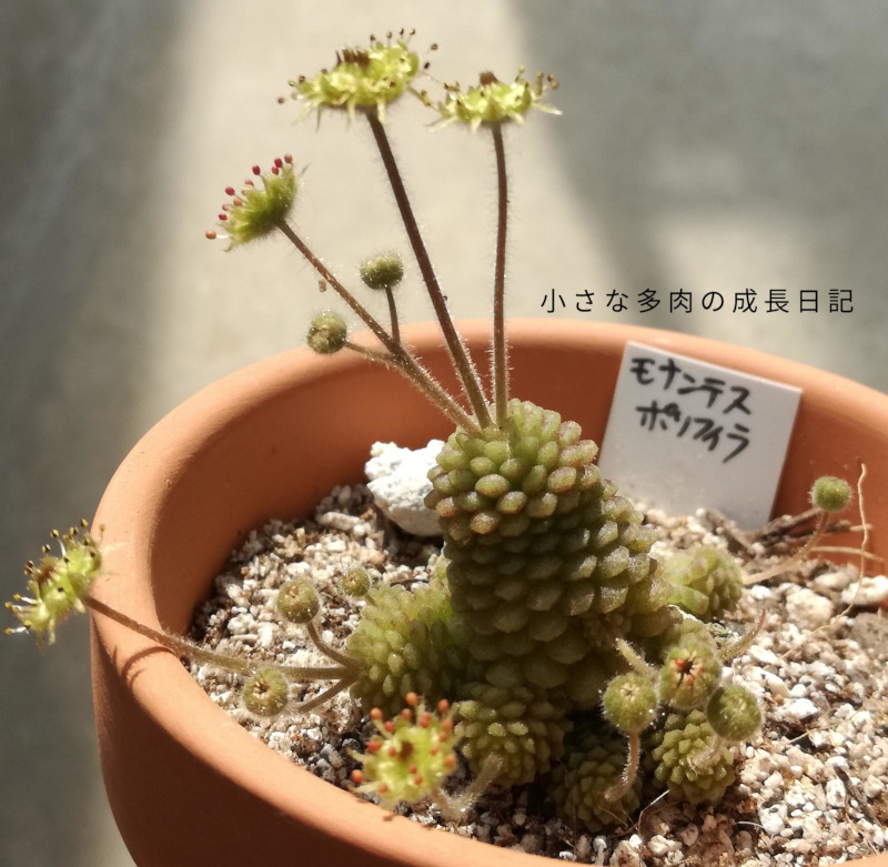 モナンテスポリフィラ