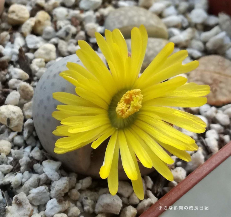 幻玉