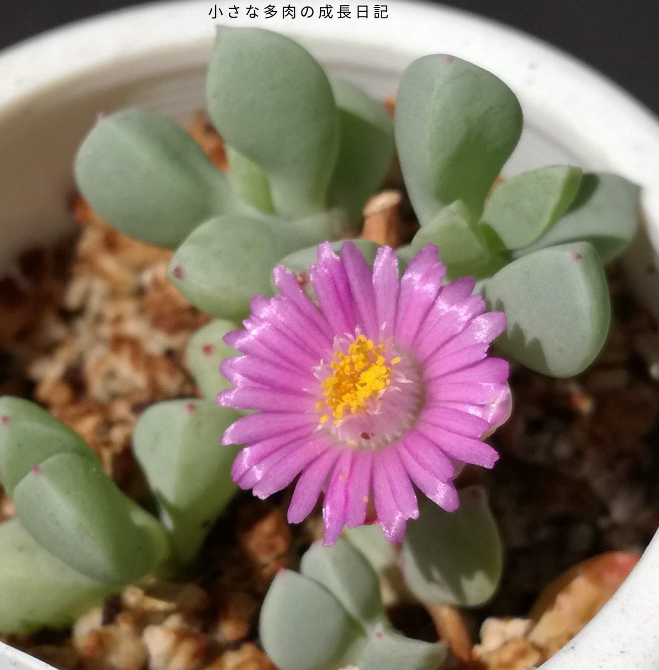 白鳳菊